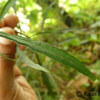 Rhinacanthus flavovirens Amaras. & Wijes.